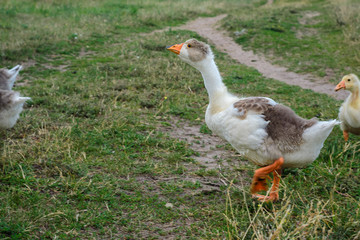 Geese family on grass