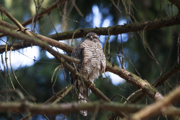 Eurasian sparrowhawk male sitting on branch of tree and looking for prey. Beautiful mighty little hawk with orange chest. Bird in wildlife.
