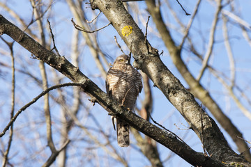 Eurasian sparrowhawk male sitting on branch of tree and looking for prey. Beautiful mighty little hawk with orange chest. Bird in wildlife.