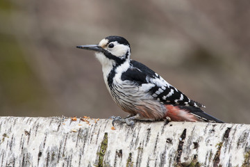 White-backed woodpecker female sitting on fallen birch tree and looking for food. Beautiful white-black forest bird. Bird in wildlife.