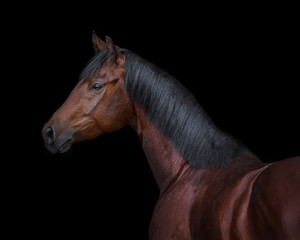 Obraz na płótnie Canvas Bay horse on black background isolated