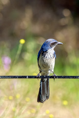 Blue scrub jay bird perching with natural background; soft focus