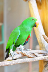 beautiful green and orange parrot resting on branch.