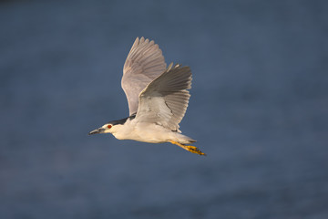 Black-crowned night heron flying over  a North California marsh