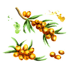 Sea buckthorn set. Watercolor hand-drawn illustration