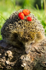 Young prickly hedgehog with strawberries on the log