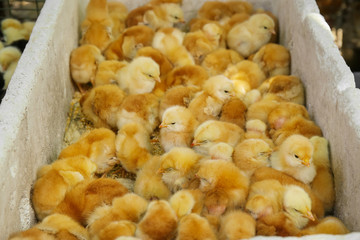 Little cute baby birds in incubator