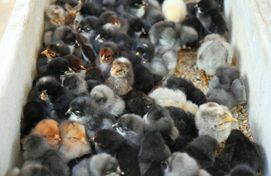 Little cute baby birds in incubator