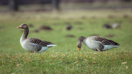 Graugans © jazzlight