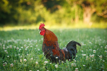 Петух породы маран