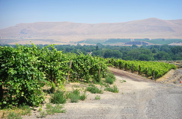 Eastern Washington vineyards with hills in background © jdoms