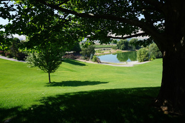 Fototapeta na wymiar grassy park area with shade tree and pond