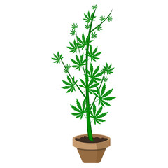 Marijuana or cannabis plant in a flower pot. Flat design. Cannabis plant in a flower Pot.  Green Herbs in a pot.