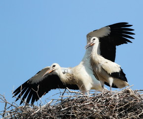Young white stork in nest, ciconia ciconia 