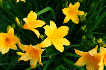  The daylily Flowers (Hemerocallis lilioasphodelus) during sunset.