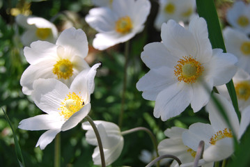 Anemone, garden white flower with yellow center