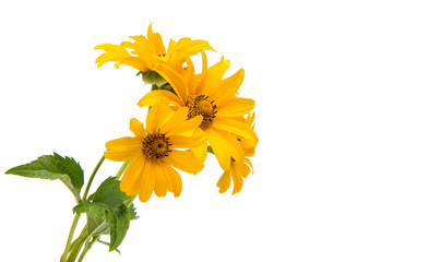 Fototapeta premium Yellow flower isolated