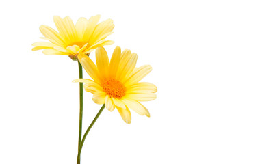 Yellow flower isolated