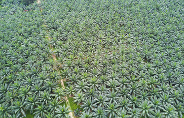 Fototapeta premium Arial view of oil palm plantation on east Asia