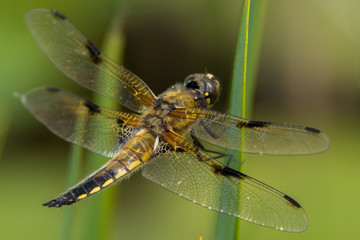 Libelle 