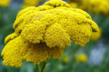 Yarrow Achillea Filipendulina Flower © Andrii