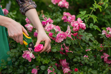 Cutting the plant (rose) with secateur in the garden