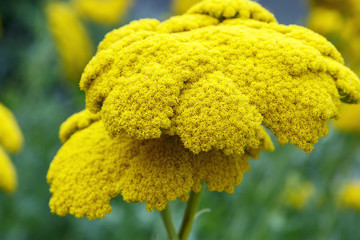 Yarrow Achillea Filipendulina Flower
