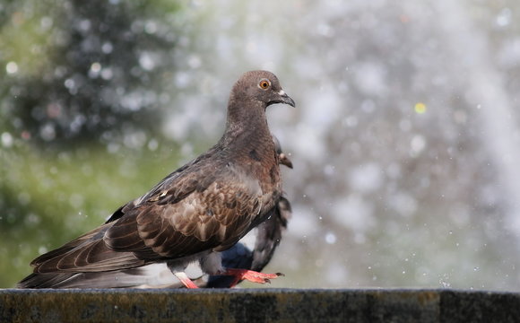 pigeon in fountain background