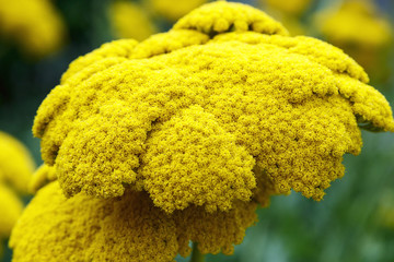 Yarrow Achillea Filipendulina Flower © Andrii