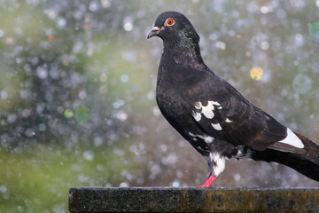 pigeon in fountain background