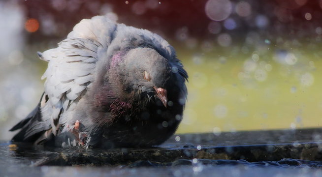 pigeon in fountain background