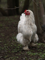chicken layer