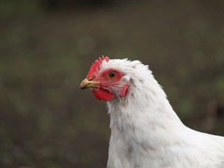 chicken layer