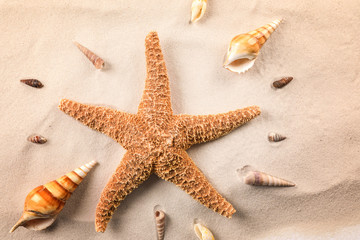 Fototapeta na wymiar Sea star and shells on sand, closeup view