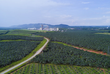 Fototapeta premium Arial view of oil palm plantation on east Asia