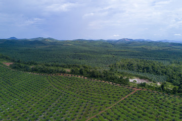 Fototapeta na wymiar Arial view of oil palm plantation on east Asia