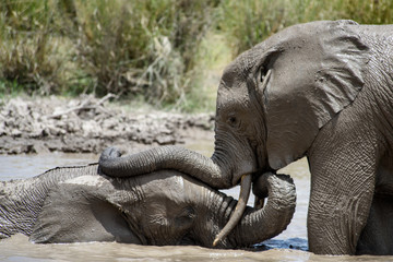 elephants playing in water