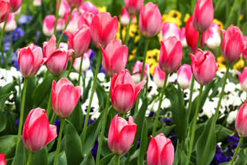 Fototapeta premium Tulpenbeet in den Farben rot und pink