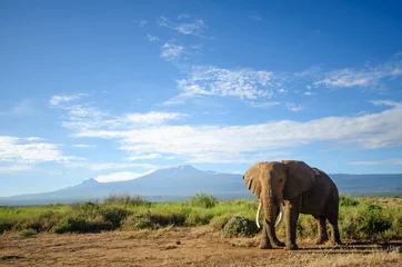 Rideaux velours Kilimandjaro elephant and kilimanjaro