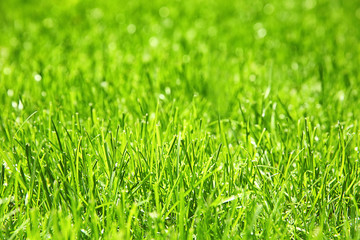 Fresh green grass outdoors