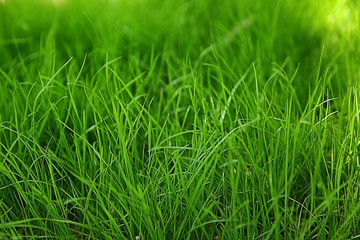 Fresh green grass outdoors