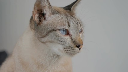 short hair cat with Anisocoria symptom, an unequal pupil size  