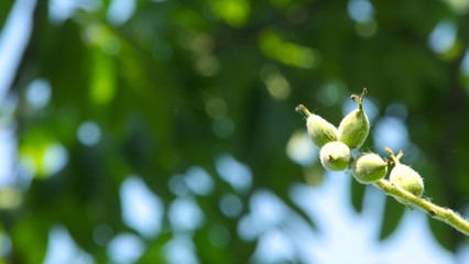 クルミの木　クローズアップ