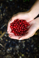 Female hands holding red currants, harvested from local garden
