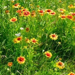 Beautiful yellow flowers on the lawn