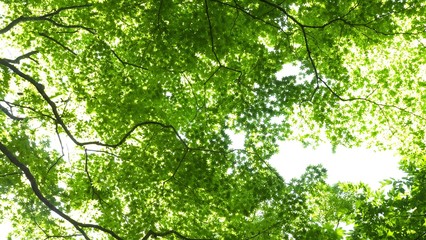 新緑の森　見上げる