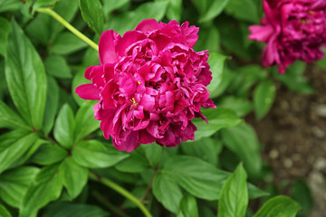 Beautiful peony flower in garden, closeup