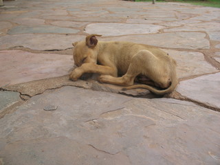 dog