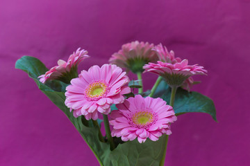 Pink flowers in a vase