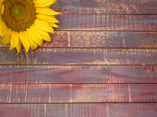 Close up of sunflower on wooden background